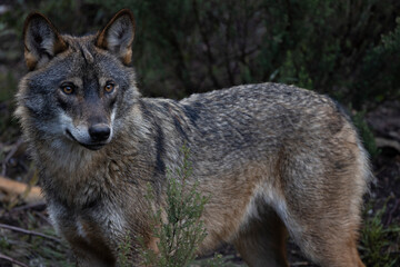  Lobo ibérico entre vegetación 