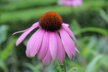 Closeup Of A Pink Coneflower In A Field Under The Sunlight In The Netherlands