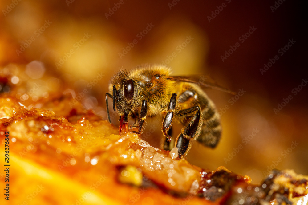Honey bee collects honey from the frame. - obrazy, fototapety, plakaty 
