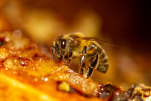 Honey Bee Collects Honey From The Frame.