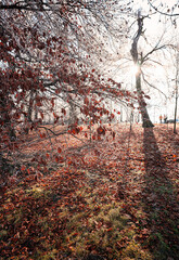 Wall Mural - Nice winter scene with frozen trees