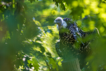 Wall Mural - Portrait of a Vulture -Aegypius sitting on a branch among the trees.