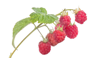 Sticker - seven pink raspberries with green leaves