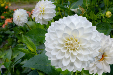 Wall Mural - white dahlia flower in the garden