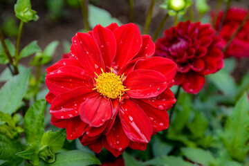 Wall Mural - red dahlia flower in garden