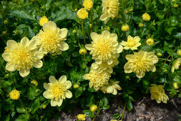 Wall Mural - yellow dahlia flowers in the garden