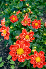 Wall Mural - red and yellow flowers in garden