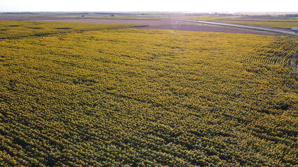 grain lands in the lowlands