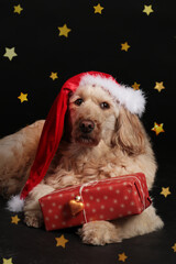  Golden doodle dog with christmas gifts