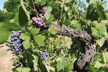 Poster - Closeup of old vine zinfandel red wine grapes in a vineyard within Lodi, California