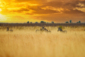 Wall Mural - wild african zebras hidden in tall grass under a dramatic sunset in tanzania, east africa