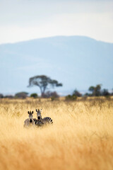 Wall Mural - wild african zebras seen during a safari in a field with tall, dry grass in tanzania, east africa