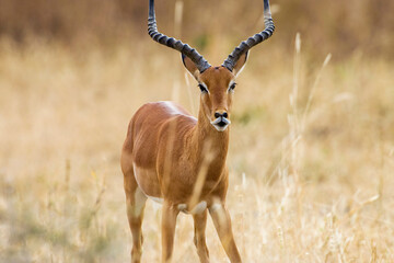 Wall Mural - wild african impala in tanzania, east africa