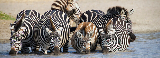 Wall Mural - Herd of wild African Zebra drink from watering hole in Tanzania