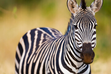 Wall Mural - wild zebra in african savanna