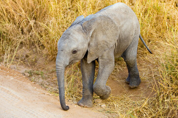 Wall Mural - wild baby elephant in tanzania, africa