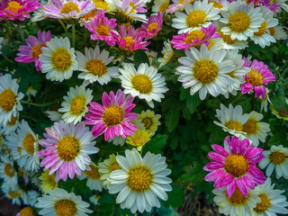  colorful crysanthemums in the garden