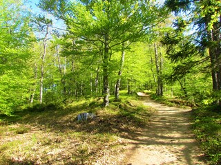 Fototapeta bright green temperate, deciduous forest in spring