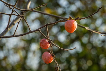 Ripe pink orange small persimmon fruit of Diospyros virginiana on autumn bokeh background. Persimmon tree or Diospyros kaki, species of perennial Ebenaceae tree.