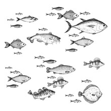 Fish Sketch Collection. Hand Drawn Vector Illustration. School Of Fish Vector Illustration. Food Menu Illustration. Hand Drawn Fish Set. Engraved Style. Sea And River Fish