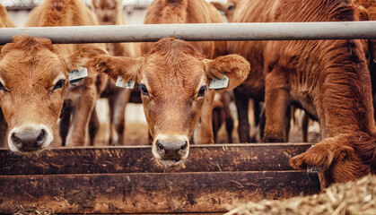 Wall Mural - Portrait cows red jersey with automatic collar stand in stall eating hay. Dairy farm livestock industry