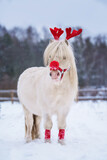 White little pony dressed like Christmas reindeer Rudolph with horns and red nose on the snowy field in winter