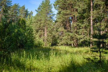 Poster - Summer forest landscape on a sunny day