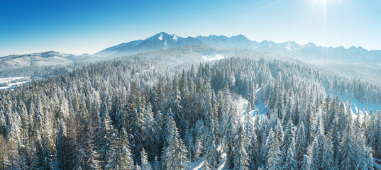 Wall Mural - Winter forest on mountains hills