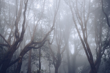 foggy forest