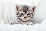 Fototapeta Koty - Striped kitten face portrait. Beautiful fluffy tabby gray kitten. Cat animal baby kitten with big eyes sits on white comfortable soft blanket plaid