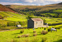 Grazing Sheep And Hay Barns, Swaledale In Autumn, Yorkshire Dales, England, UK.