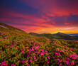 © Leonid Tit - Summer scene with flowering hills illuminated by the sunset.