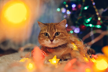 Wall Mural - Close up of cat caught playing with illumination lights under Christmas tree at home. Christmas and New year with pet