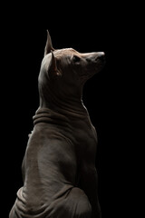 nice dog on a black background. portrait Thai ridgeback sitting with his back in studio