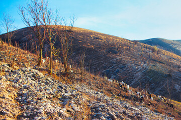 Herd of wild goats walking on the rocky mountains 