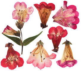 Wall Mural - Pressed and dried flowers penstemon, isolated on white background. For use in scrapbooking, floristry or herbarium