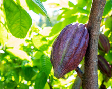 Cacao Tree With Cacao Pods In A Organic Farm.