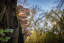 Edible Mushroom Pleurotus Ostreatus Known As Oyster Mushroom