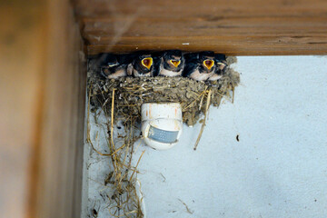 Canvas Print - A nest of swallows with chicks above the motion sensor.