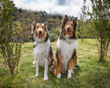 Two Beautiful Long Haired Rough Collie Dogs In Nature Setting