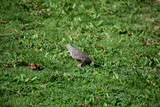 Fototapeta Londyn - A single small grayish brown common ground dove standing alone in a field of blurred green grass. The bird shows a side view with beak, one eye, wing and tail.