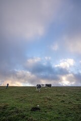 Cows roaming freely and eating grass - landscape with animal