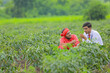 © PRASANNAPIX - Young indian agronomist discuss with farmer at green chilly field