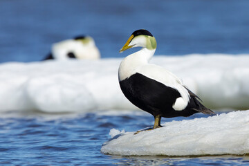 Wall Mural - American Eider, Somateria mollissima