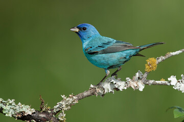 Wall Mural - Indigo Bunting, Passerina cyanea