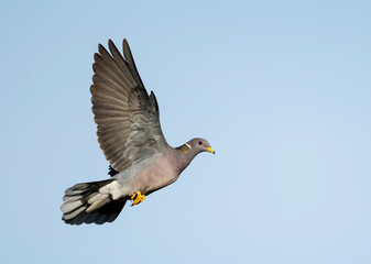 Wall Mural - Northern Band-tailed Pigeon, Patagioenas fasciata