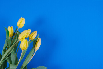 Sticker - Tulips flowers on a background