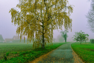 Wall Mural - Herbststimmung Insel Reichenau im Bodensee