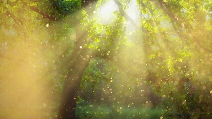 Fototapete - Fairytale forest early tour. Gold dust floats in the air and is illuminated by the rays of the dawn sun. Bright sun rays make their way through the branches of the tree. Magic of nature concept
