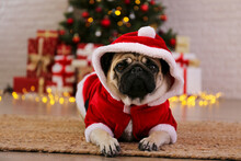 Adorable Pug In Santa Suit Over The Christmas Tree With Blurry Festive Decor. Portrait Of Beloved Dog With Wrinkled Face At Home And Pine Tree With Bokeh Effect Lights. Close Up, Copy Space.